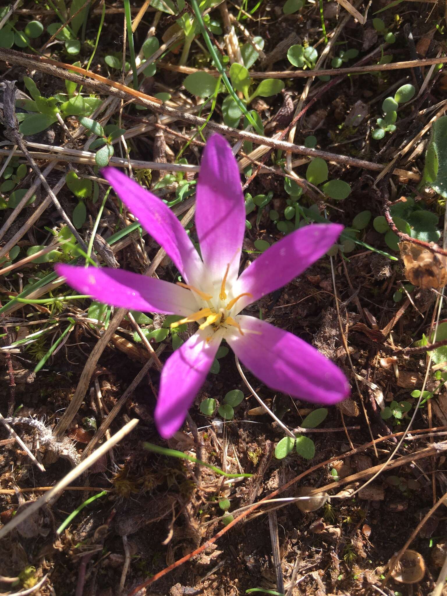 Image de Colchicum montanum L.