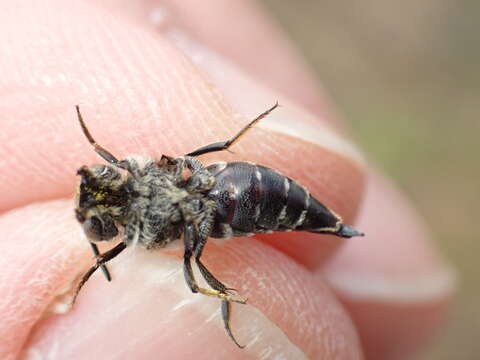 Image of Coelioxys mandibularis Nylander 1848