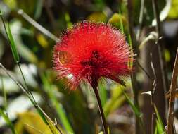 Calliandra dysantha Benth.的圖片