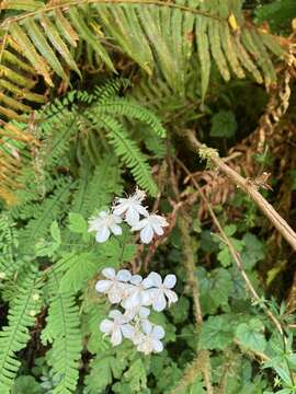 Image of Willamette false rue anemone