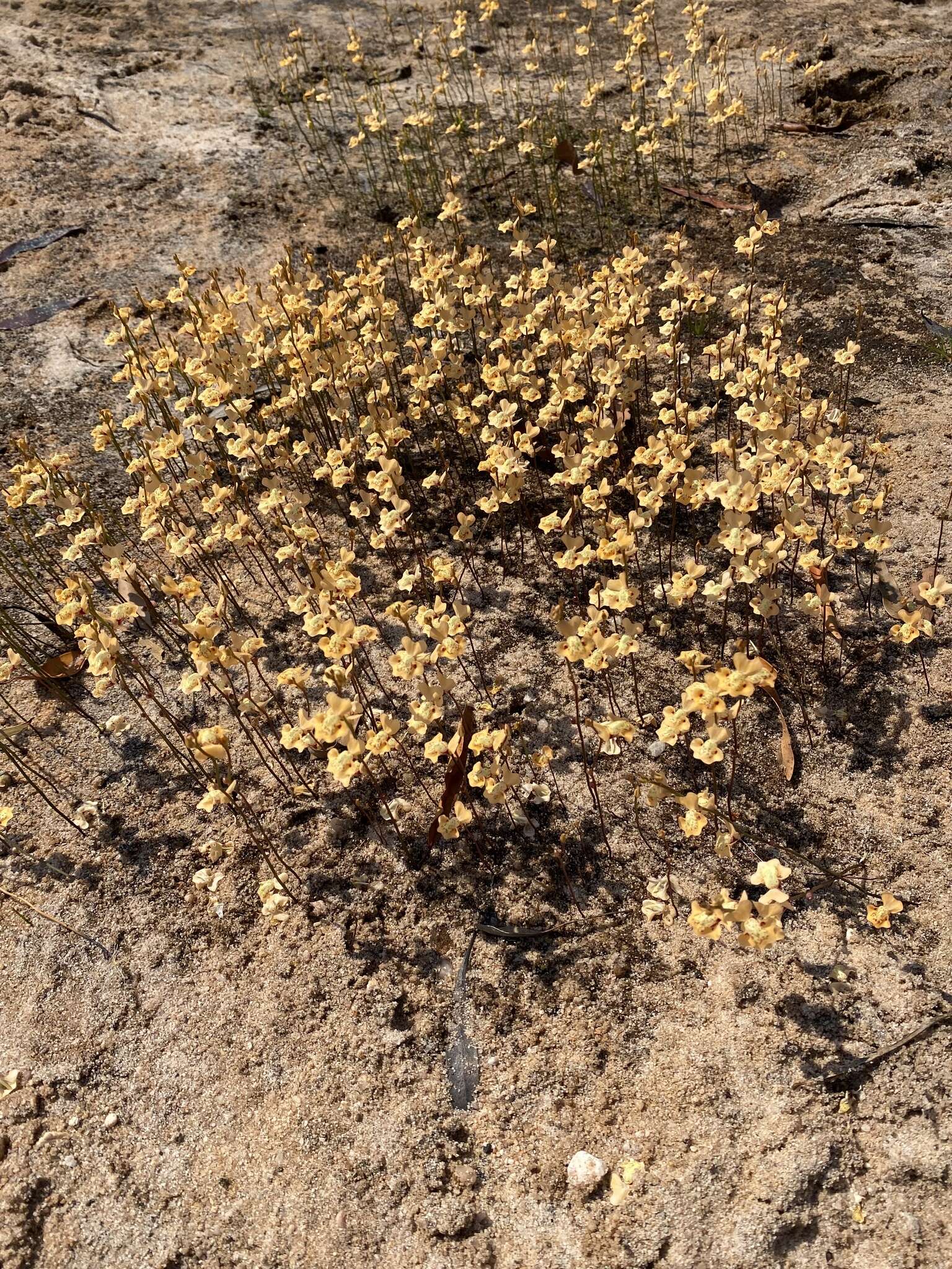 Sivun Utricularia fulva F. Muell. kuva