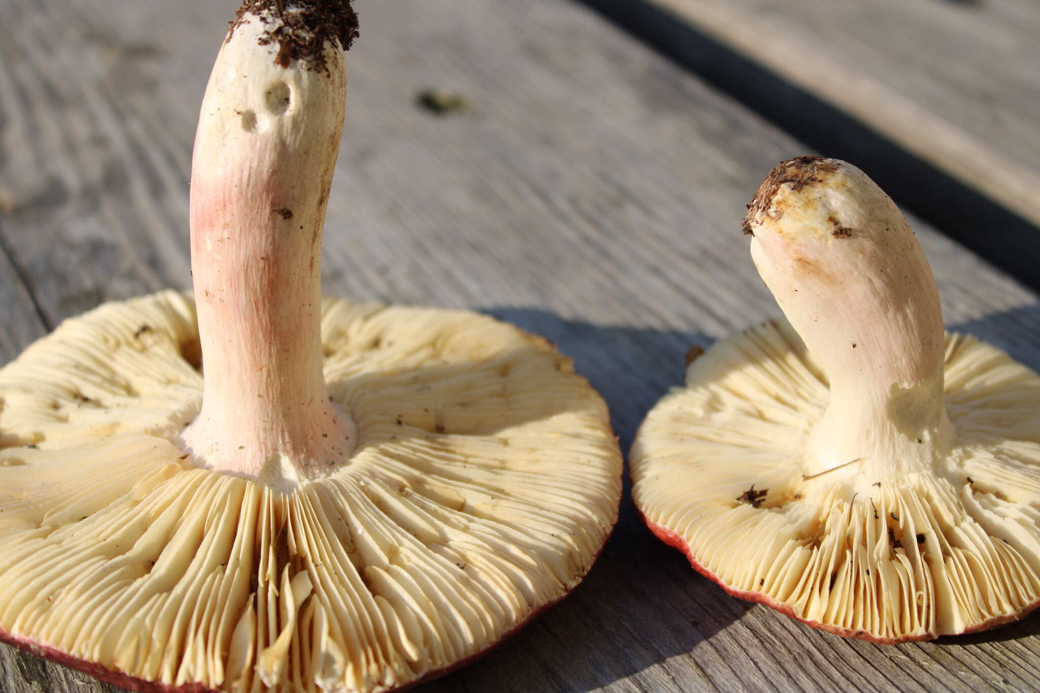 Image de Russula badia Quél. 1881