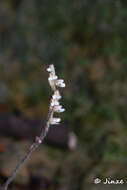 Image of Zeuxine parvifolia (Ridl.) Seidenf.