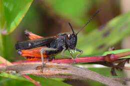 Image of woodland grasshopper