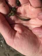 Image of Northern plains killifish