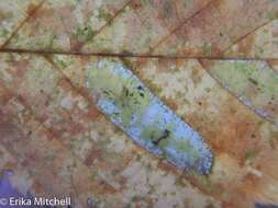 Phyllonorycter obscuricostella (Clemens 1859)的圖片