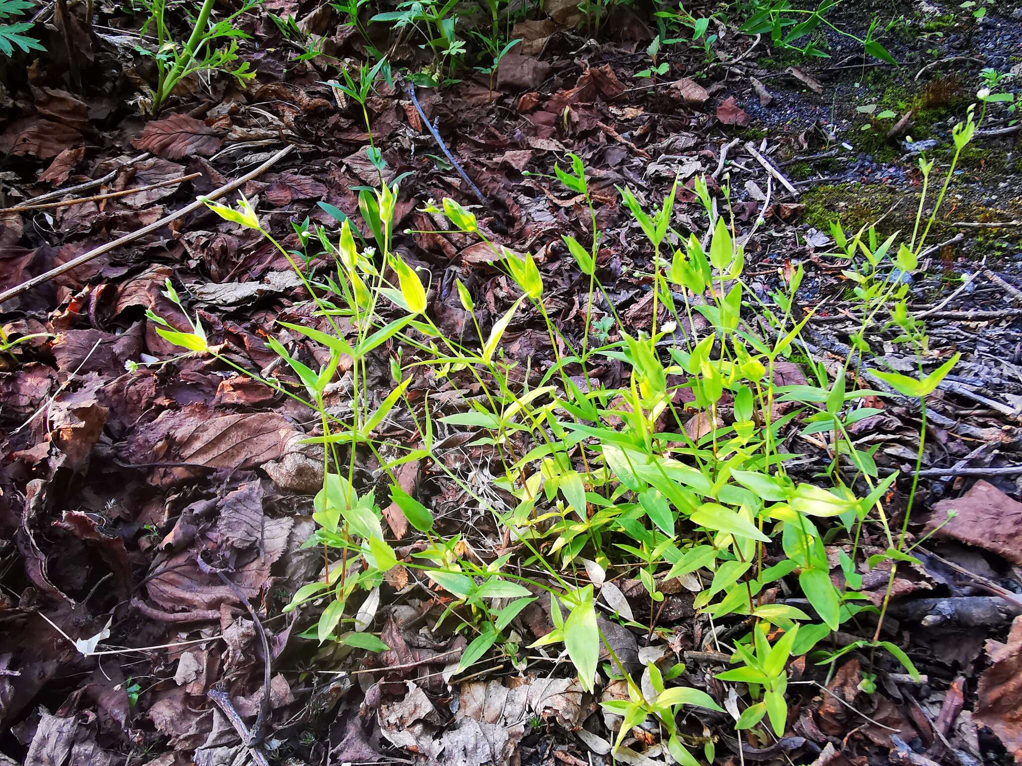 Image of Stellaria fenzlii Regel