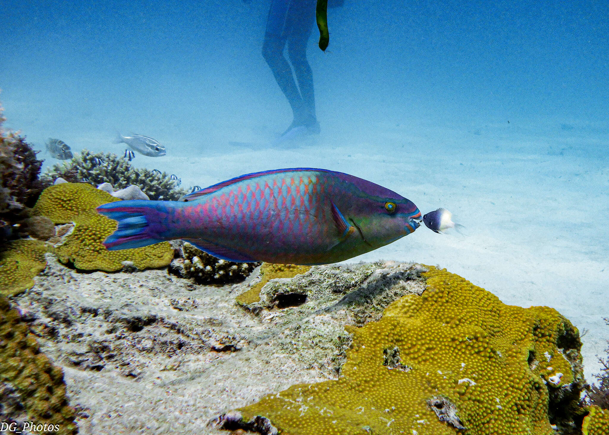 Image of Three-colour Parrotfish