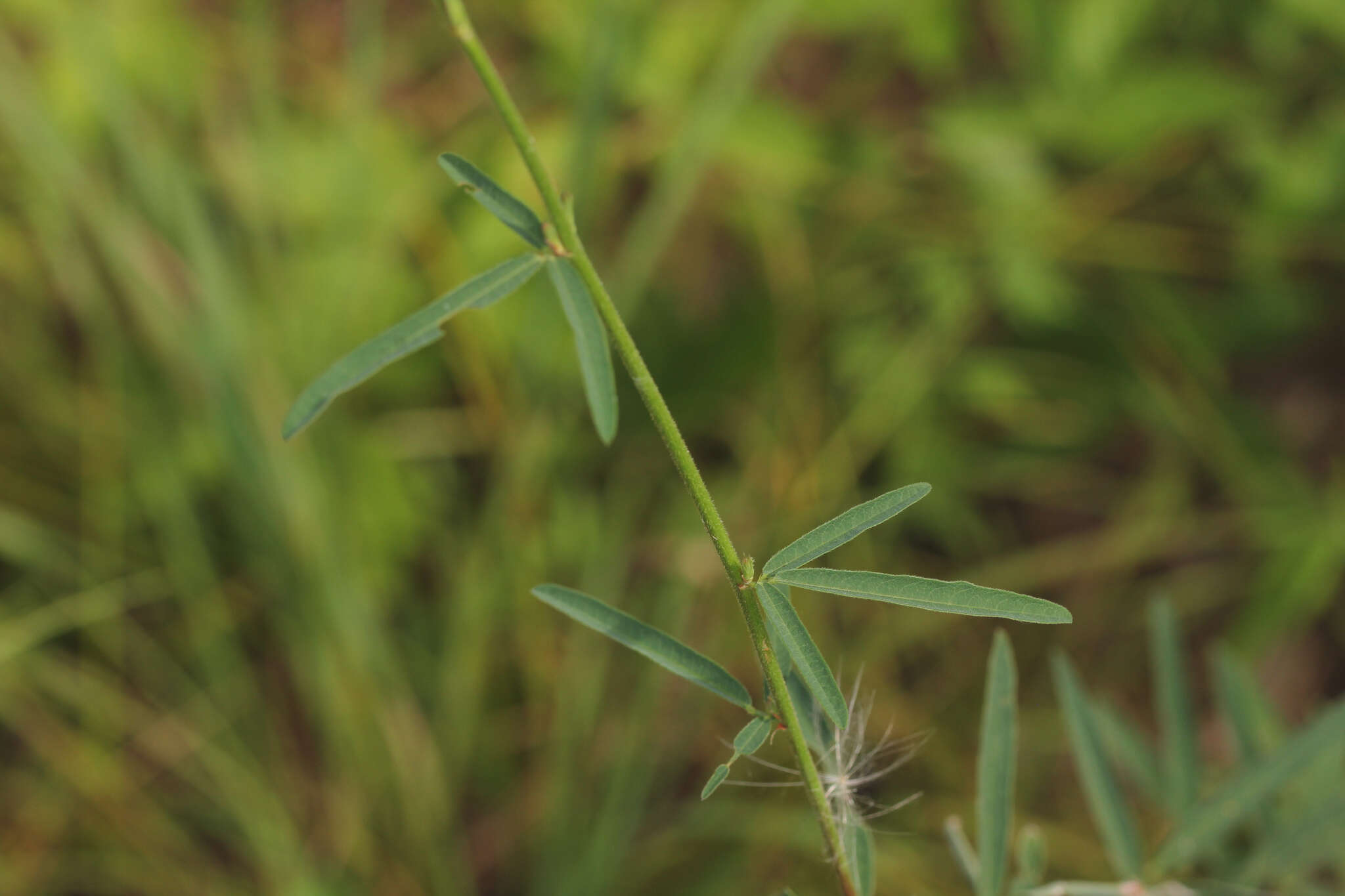 Imagem de Desmodium sessilifolium Torr. & A. Gray