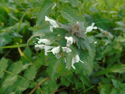 Plancia ëd Lamium bifidum Cirillo