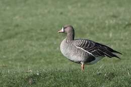 Image of Eurasian White-fronted Goose