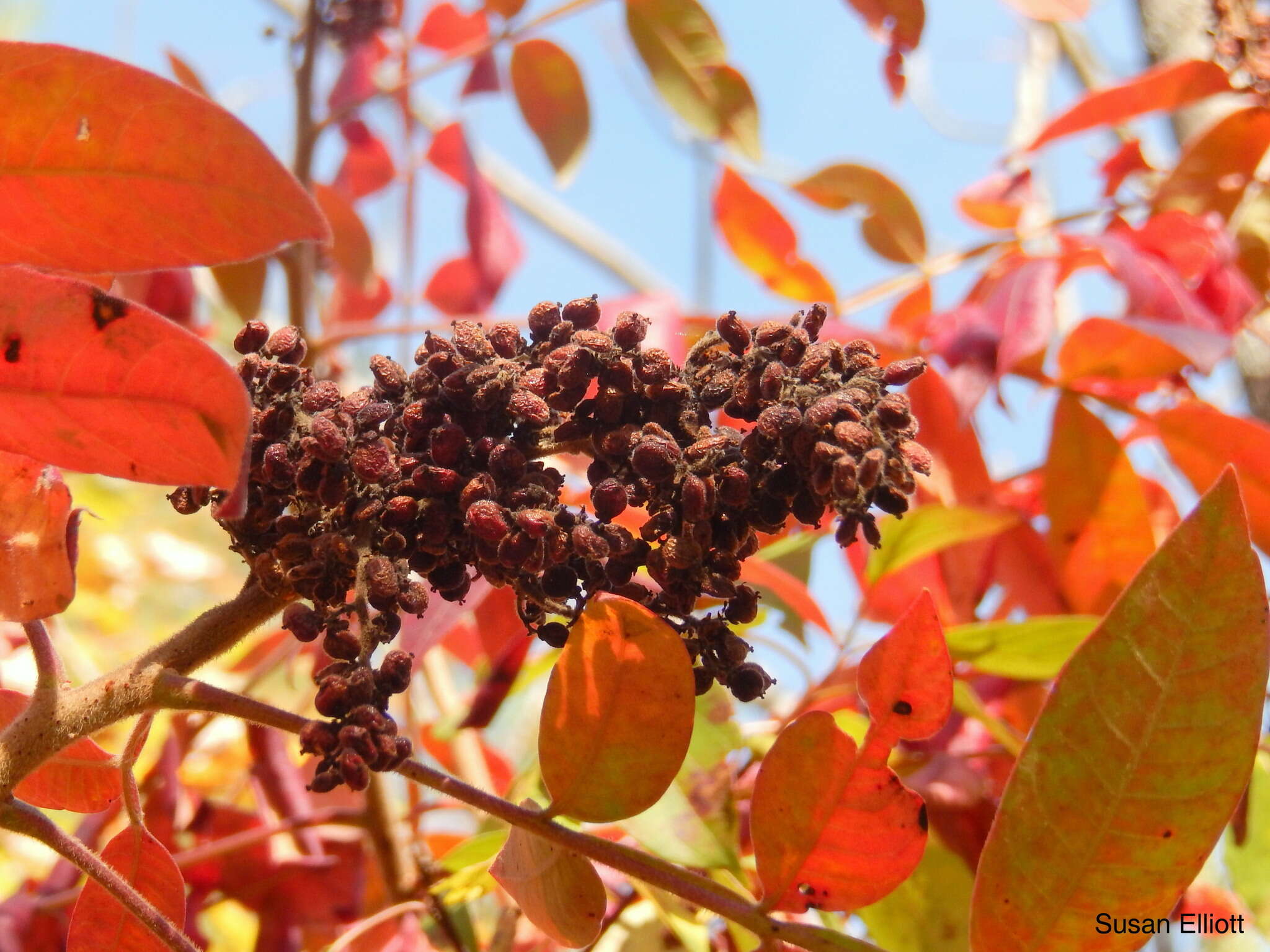 Rhus copallina L. resmi