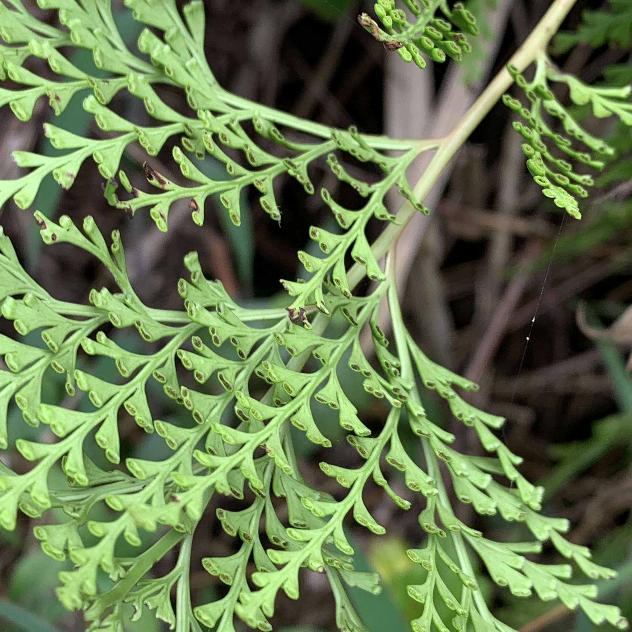 Image de Odontosoria biflora (Kaulf.) C. Chr.