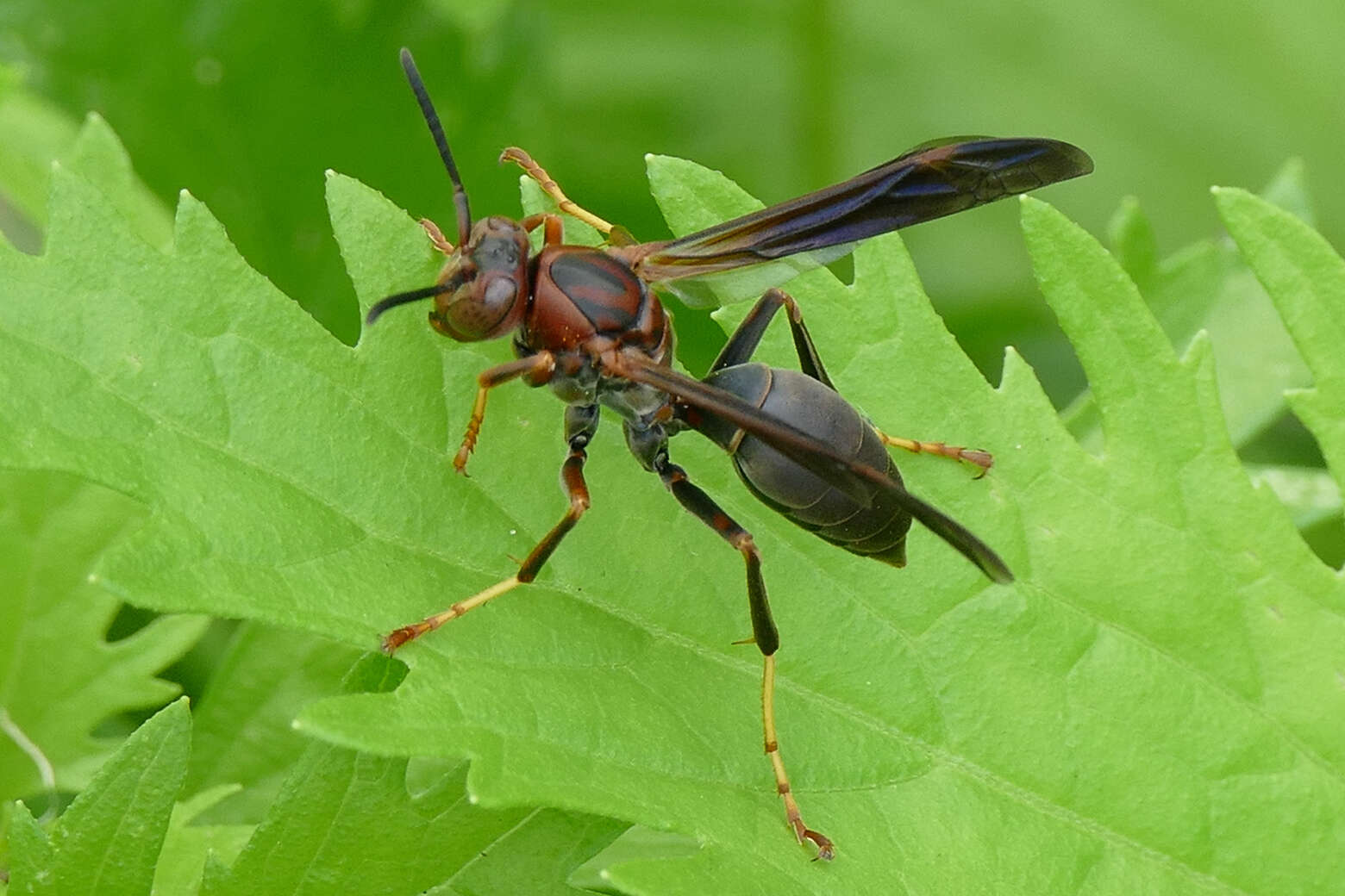 Image of Polistes metricus Say 1831