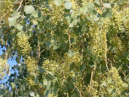 Image of Euphrates Poplar