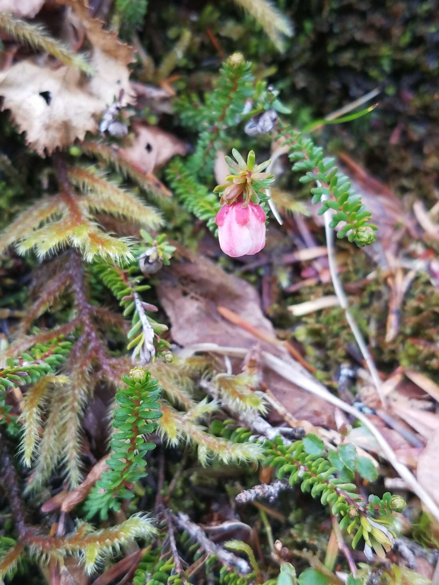 Image of Alaska Bell-Heather