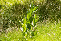 صورة Veratrum californicum var. californicum