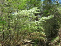 Image of parsley hawthorn