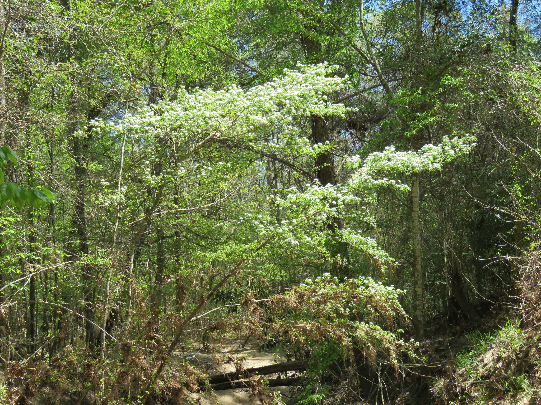 Image de Crataegus marshallii Eggleston