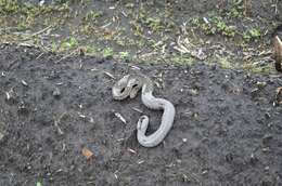 Image of Mexican Lancehead Rattlesnake