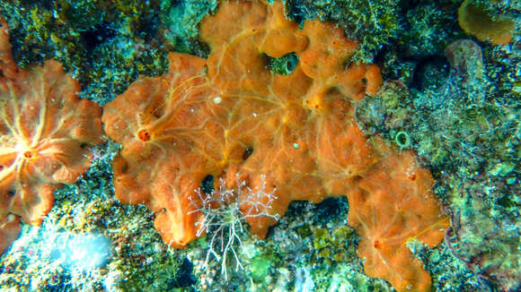 Image of bumping encrusting sponge