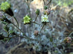 Sivun <i>Chaenactis <i>douglasii</i></i> var. douglasii kuva