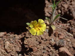 Image of annual redspot monkeyflower