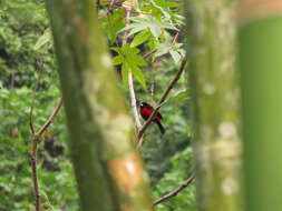 Image of Crimson-backed Tanager