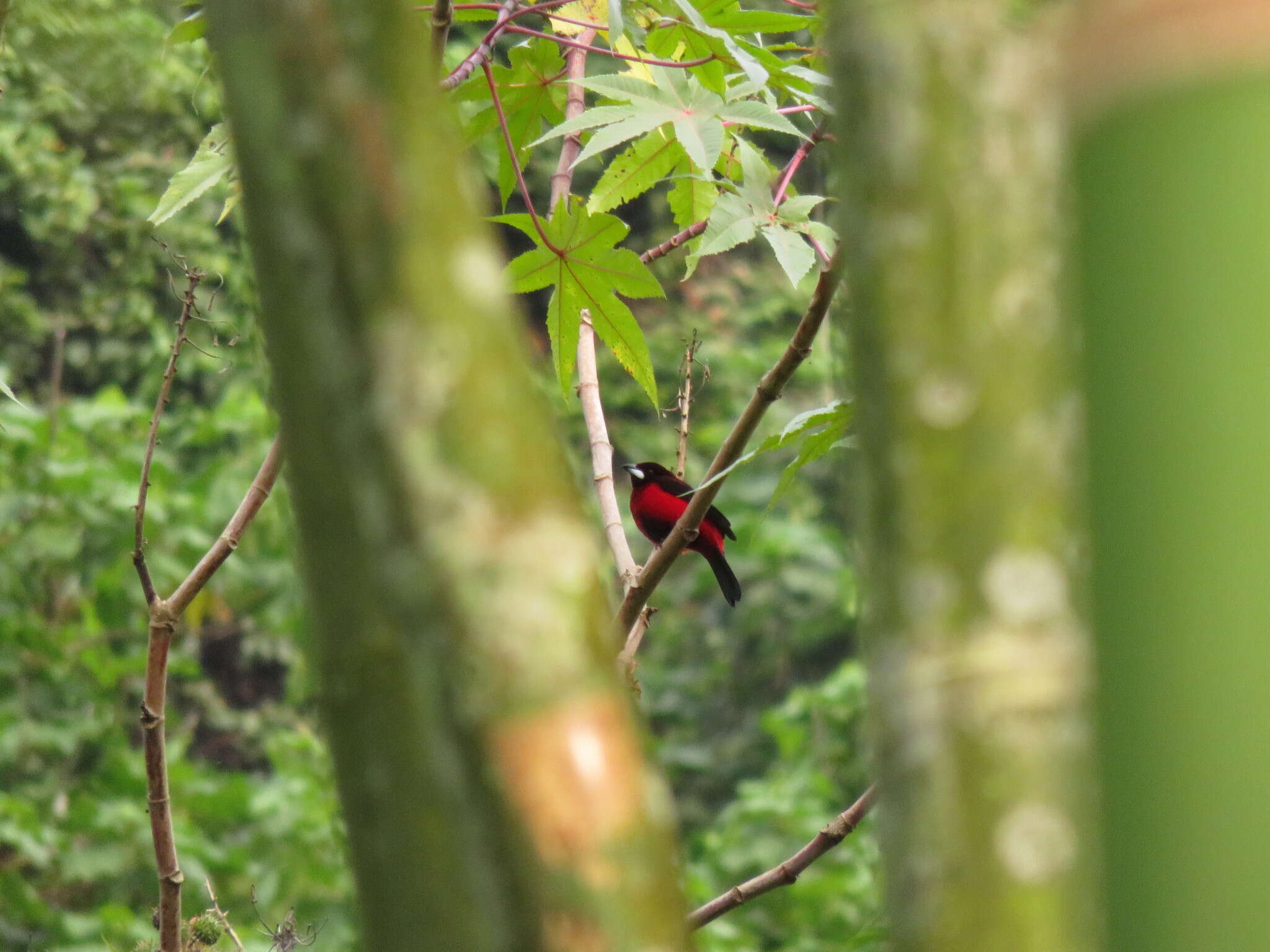 Image of Crimson-backed Tanager