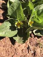 Image of southern mule-ears