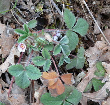 Image of pink barren strawberry