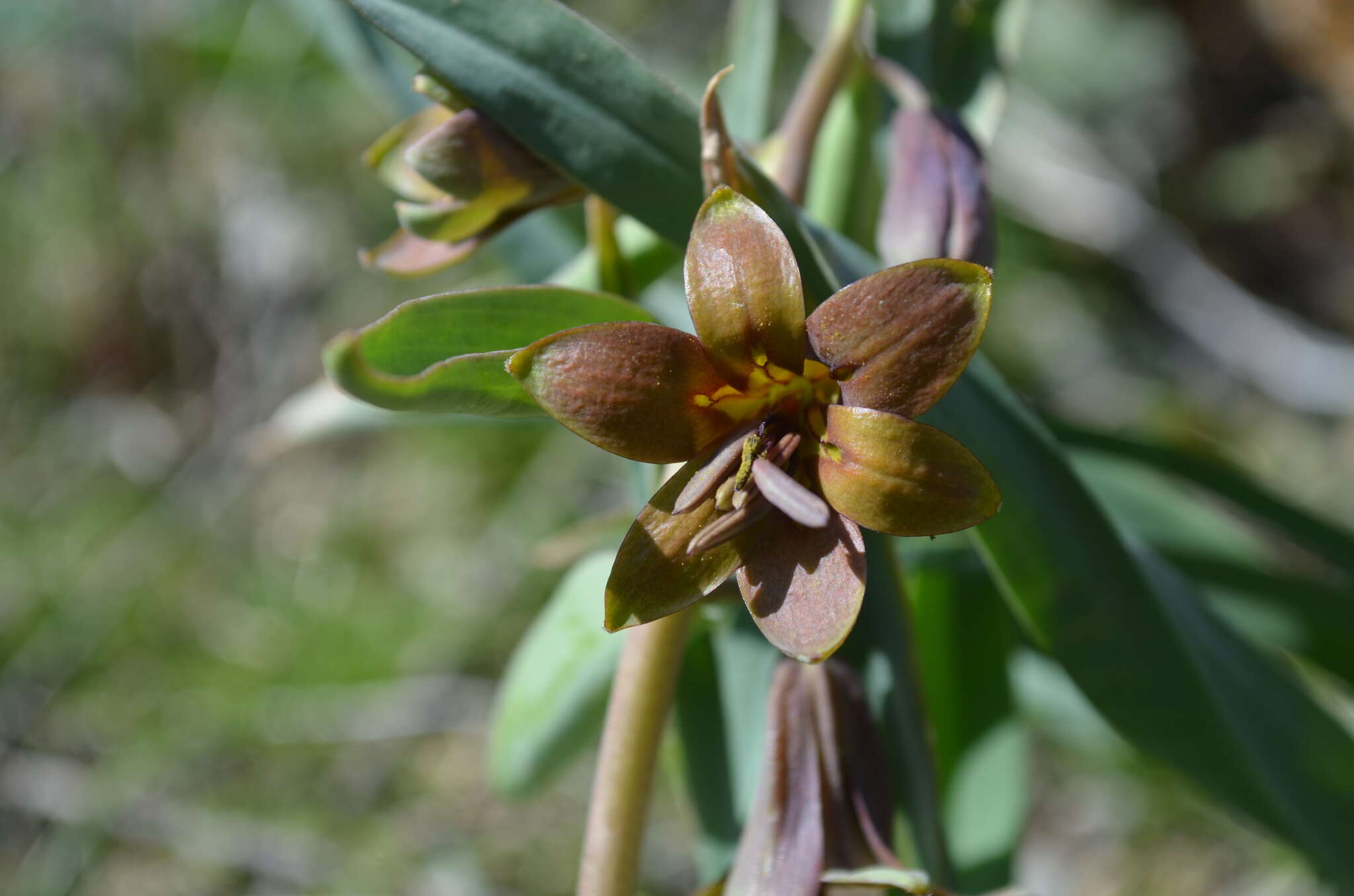 Image of Fritillaria sewerzowii Regel