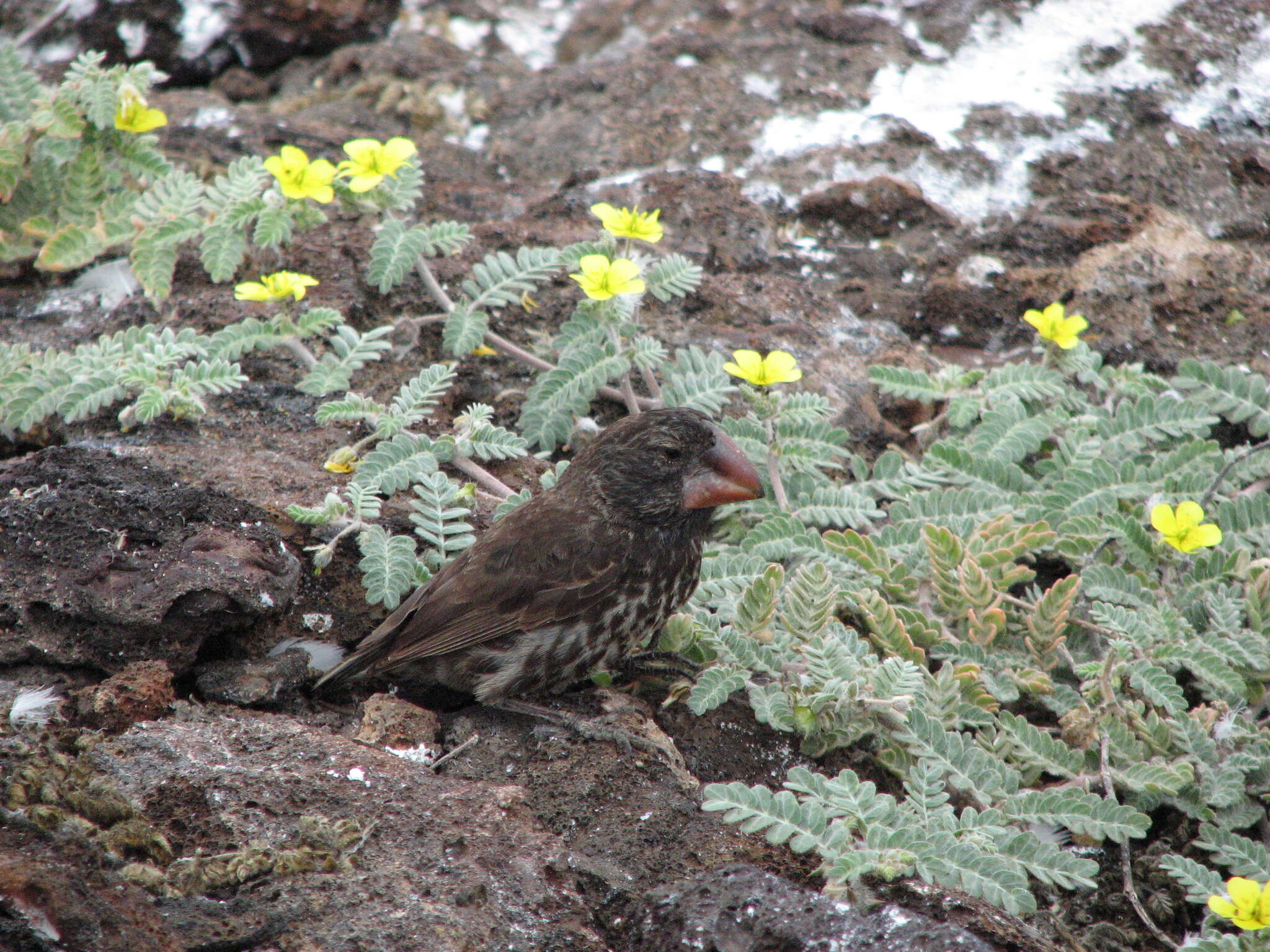 Image of Large Ground Finch