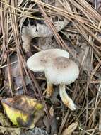 Image of Leucocoprinus brunnescens (Peck) Pegler 1983