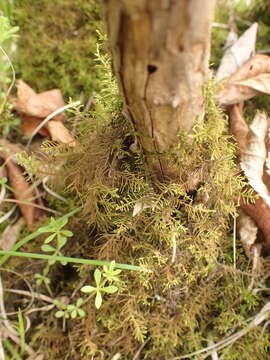 صورة Abietinella abietina Fleischer 1923