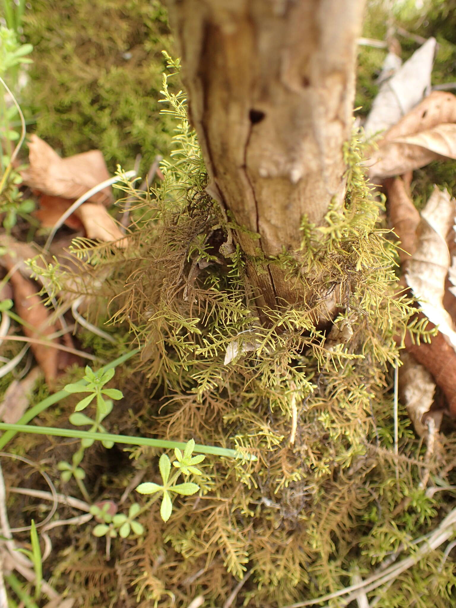 صورة Abietinella abietina Fleischer 1923