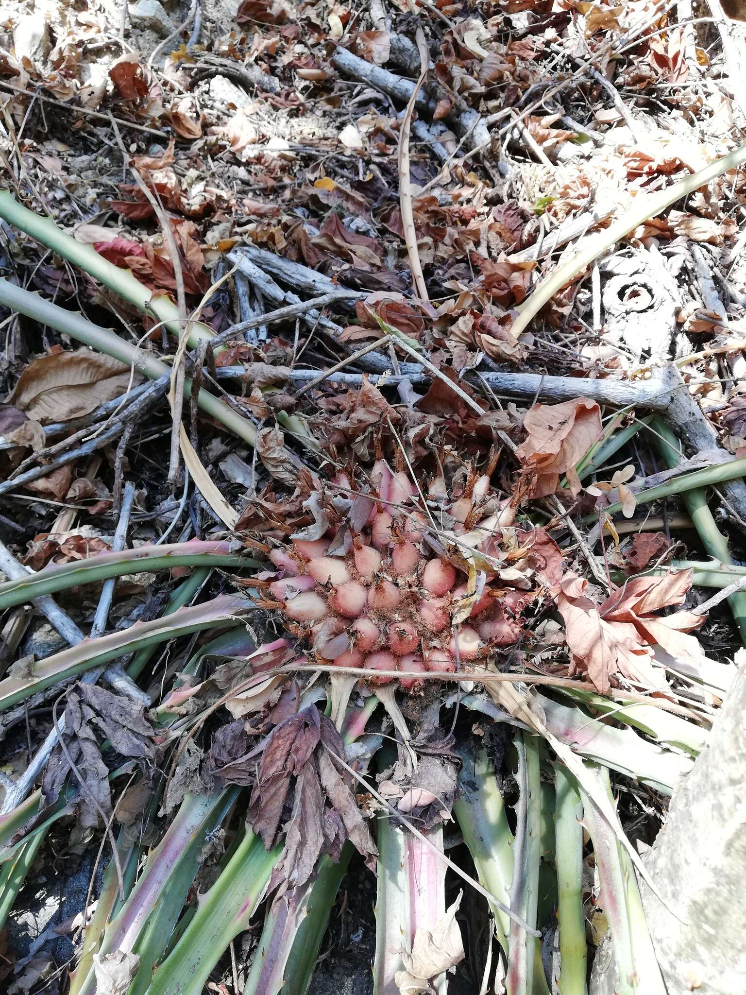 Sivun Bromelia karatas L. kuva