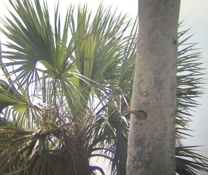 Image of Cuban Flicker