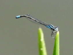 Image of Skimming Bluet