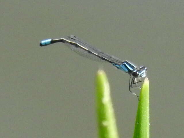 Image of Skimming Bluet