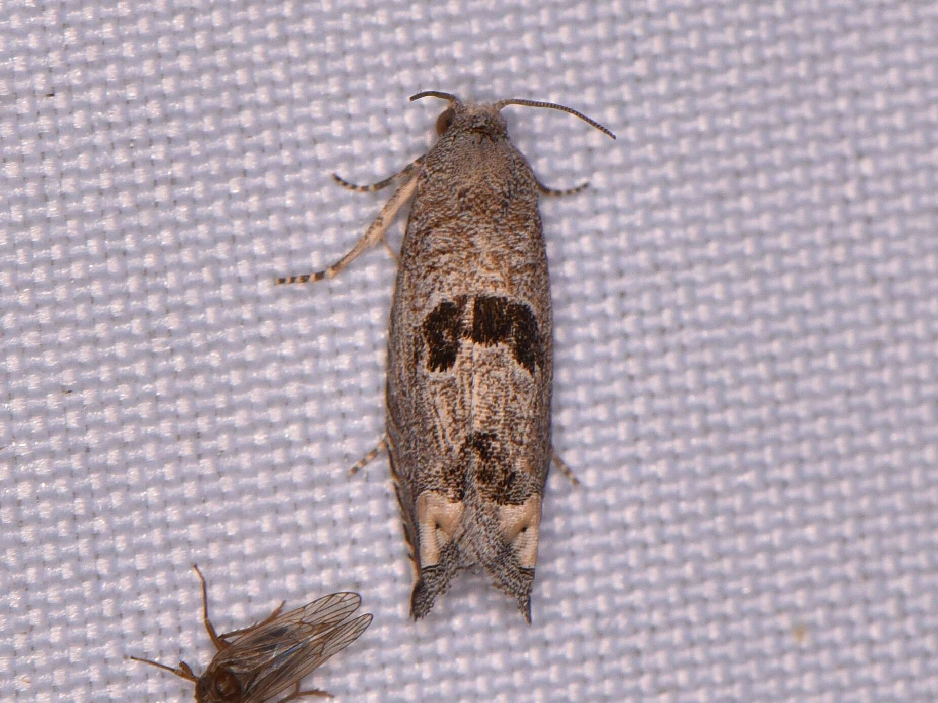 Image of Sunflower Bud Moth