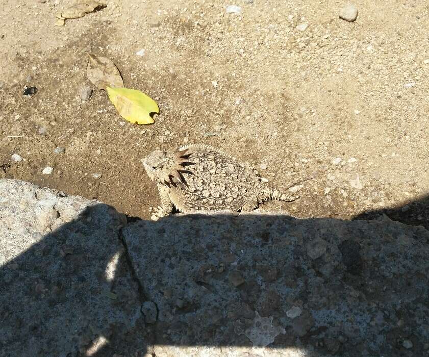 Image of Regal Horned Lizard