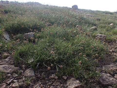 Image of short-hair cottongrass