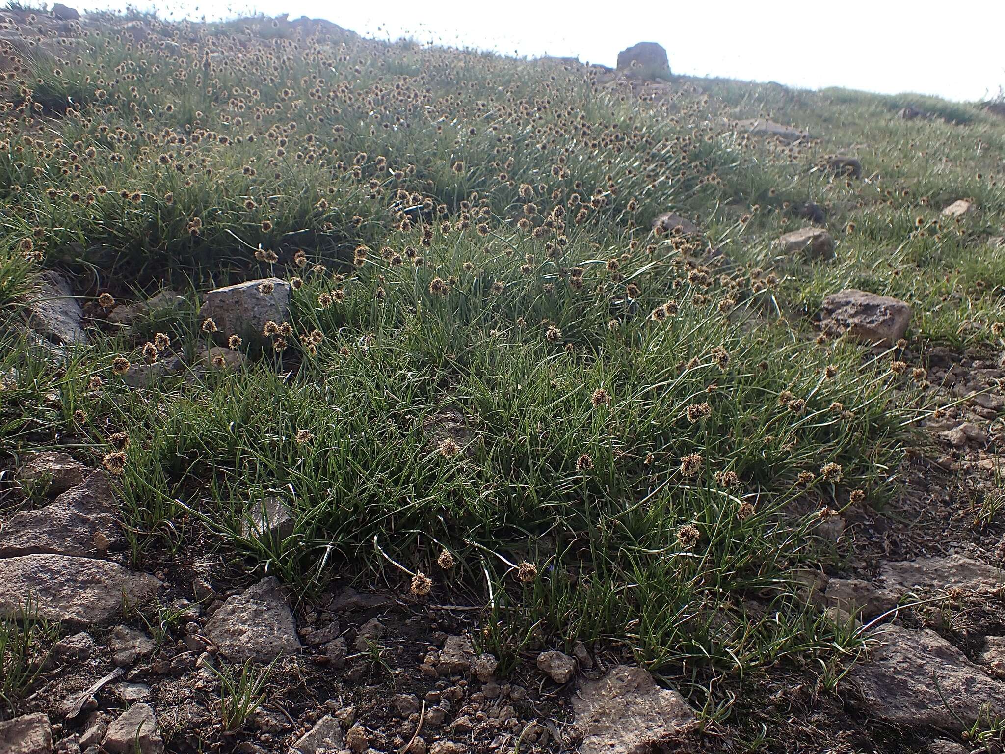 Plancia ëd Calliscirpus brachythrix C. N. Gilmour, J. R. Starr & Naczi