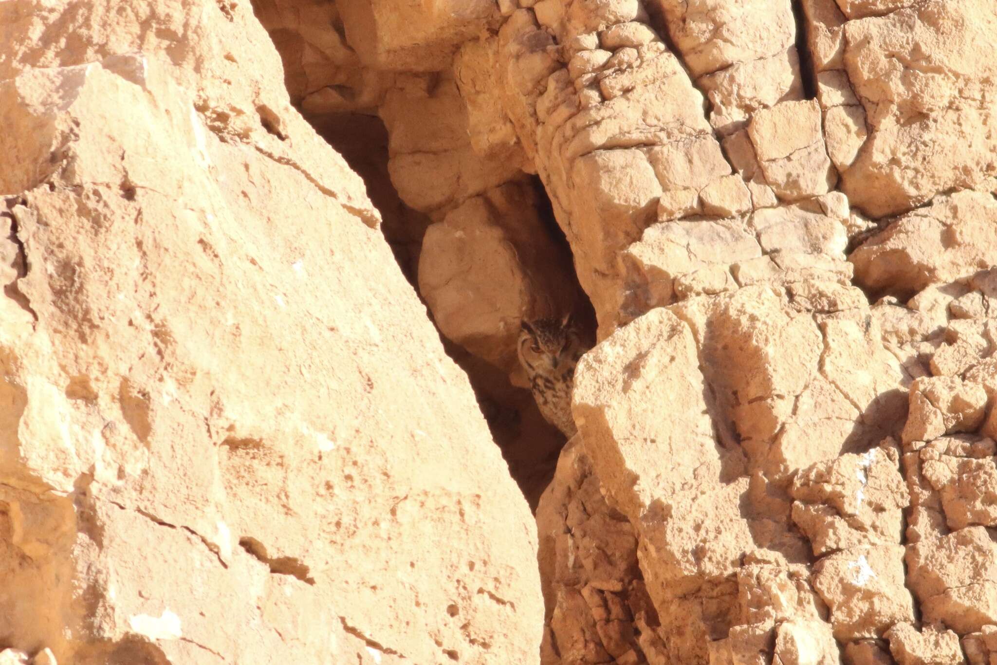 Image of Pharaoh Eagle-Owl