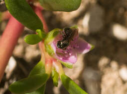 Image de Ceratina dentipes Friese 1914