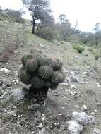 Image of Ferocactus haematacanthus (Muehlenpf.) Britton & Rose