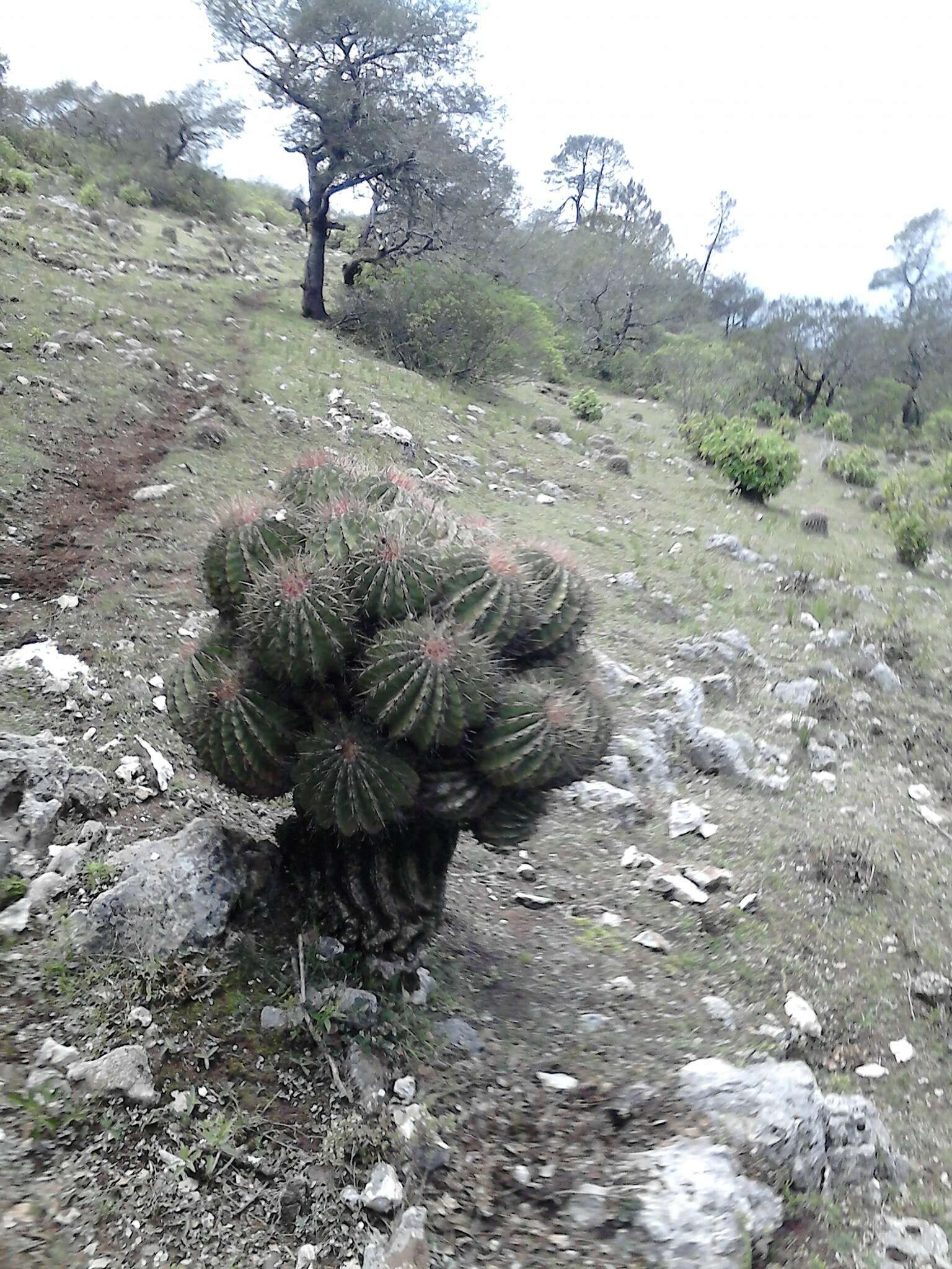 Image of Ferocactus haematacanthus (Muehlenpf.) Britton & Rose