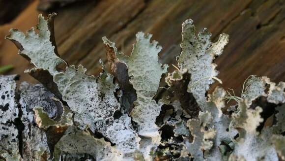 Image of Varied Rag Lichen