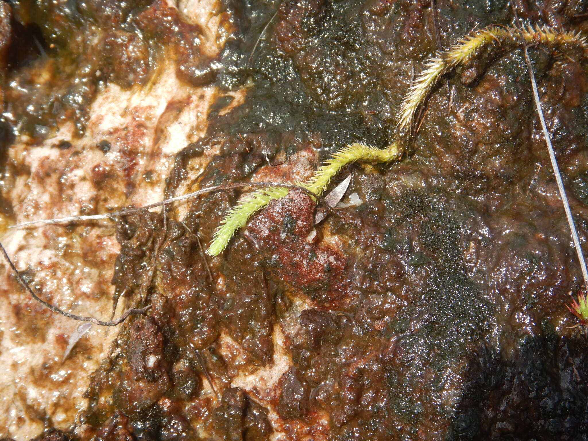 Image of Brownseya serpentina (Kunze) Li Bing Zhang, L. D. Sheph., D. K. Chen, X. M. Zhou & H. He